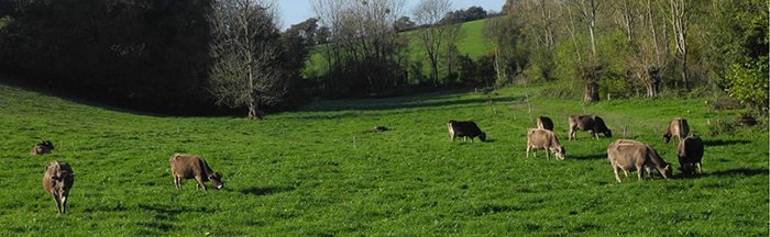 Bandeau Vaches