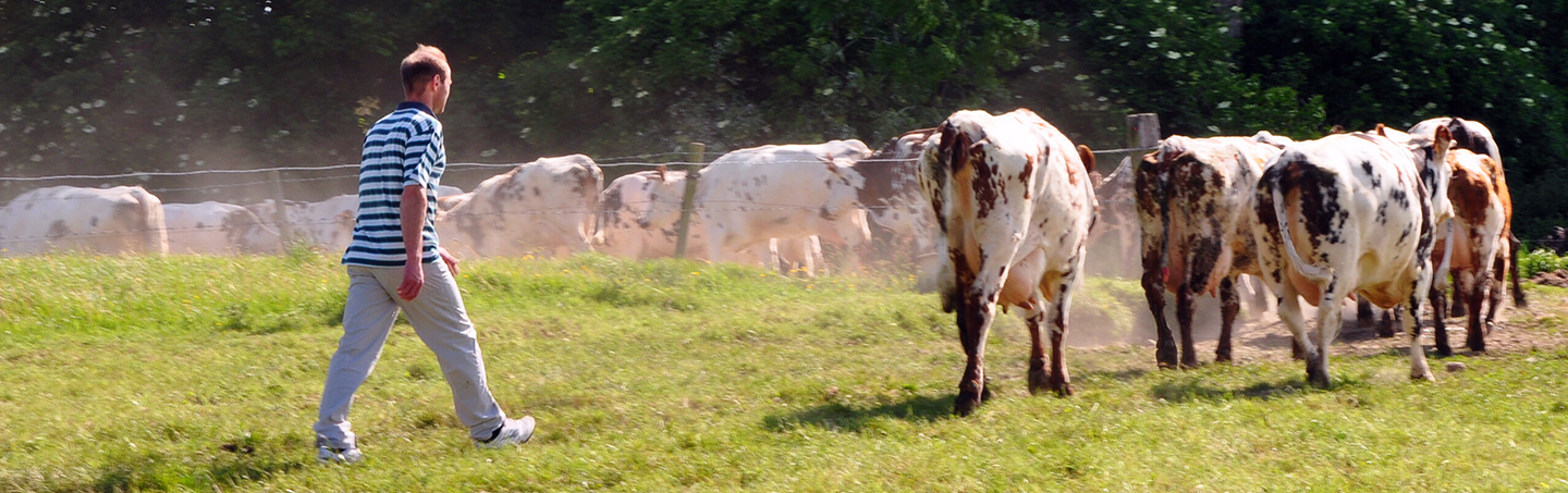 Vaches Normandes Et Eleveur