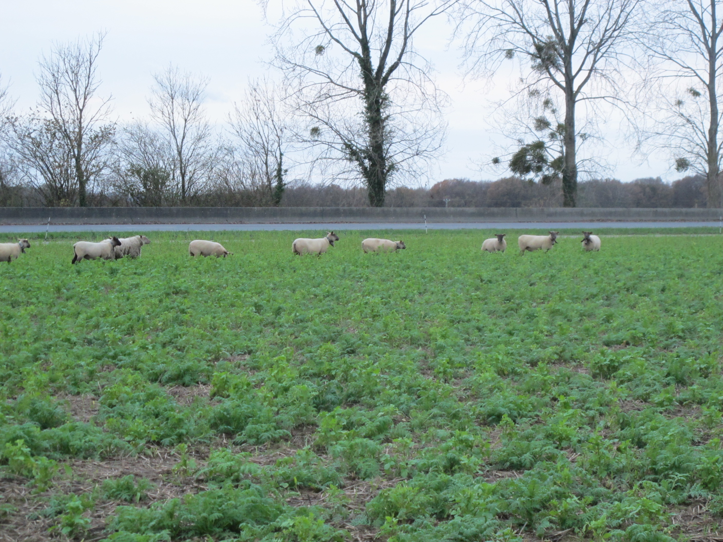 Parasites des petits ruminants: comment atténuer la formation de  résistances aux vermifuges