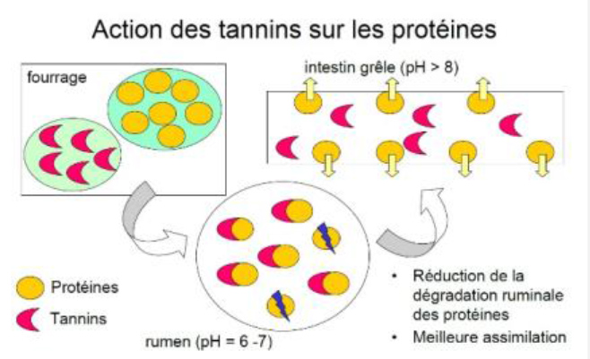 action tannins