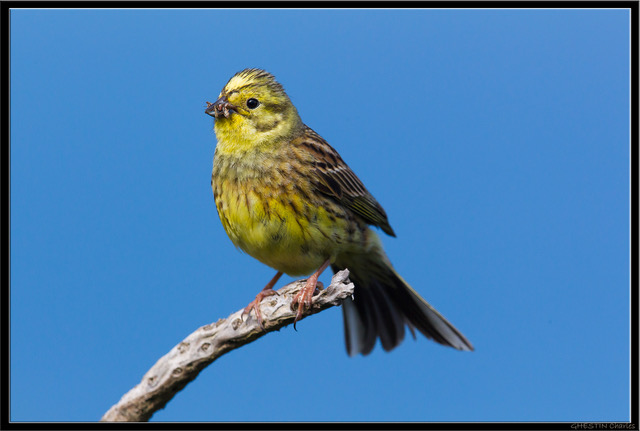 Bruant Jaune Credits GONm C.Ghestin