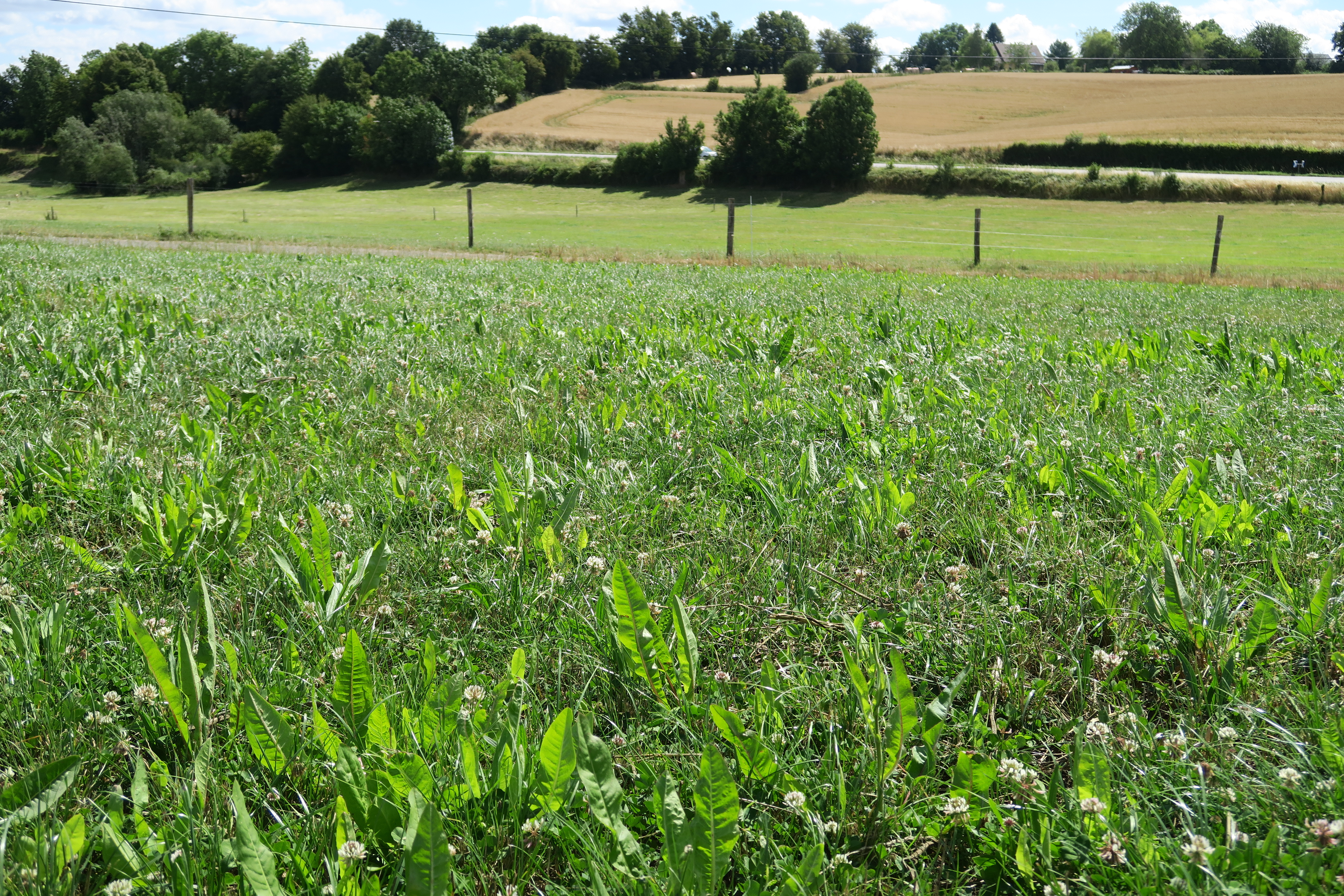 Prairies multi especes 1