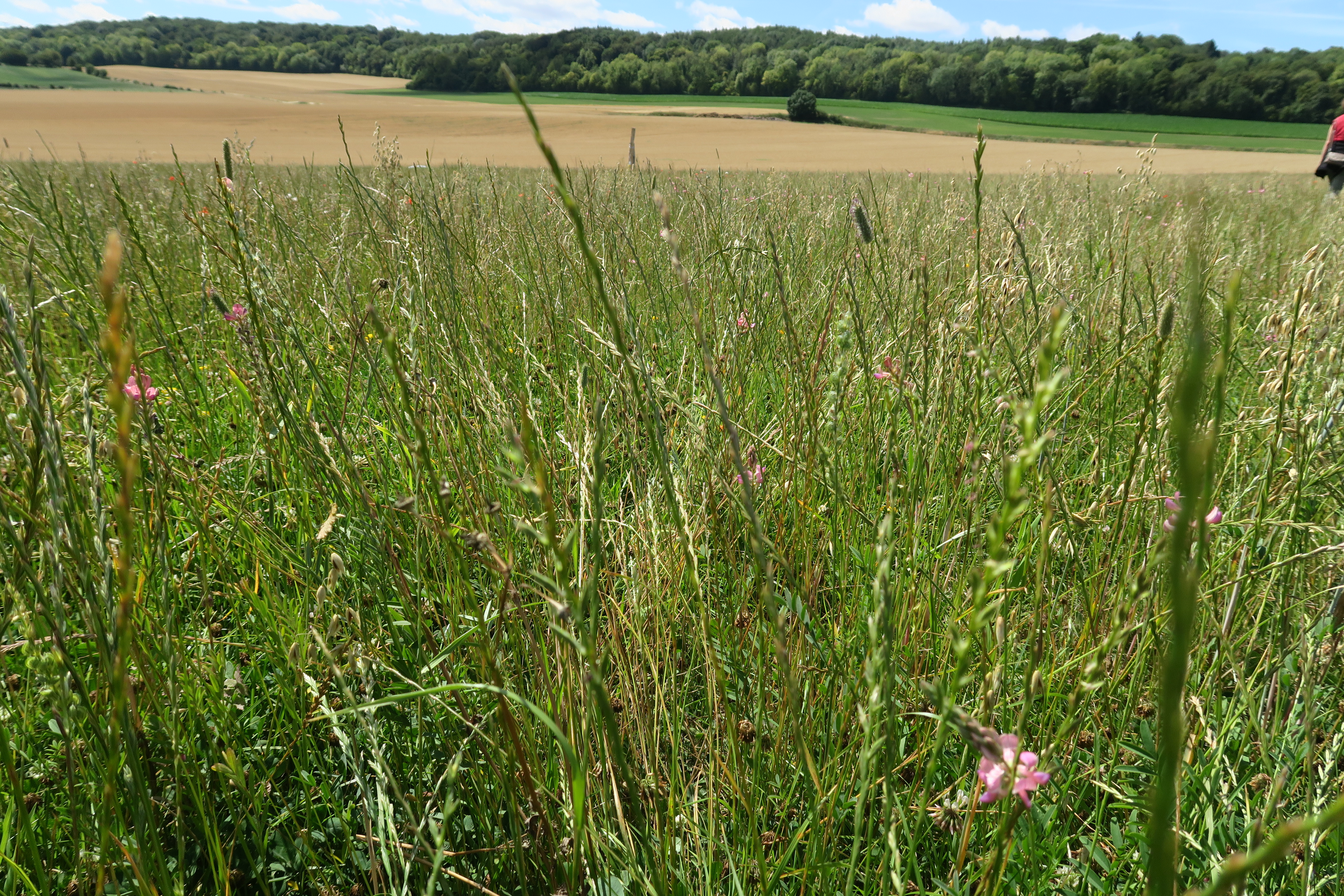 prairies multiespeces 2