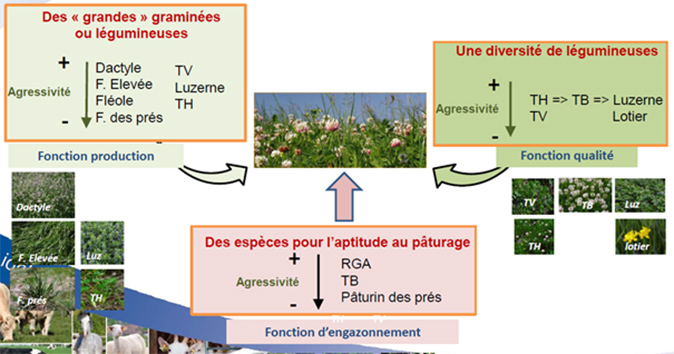 schema gramines legumineuses