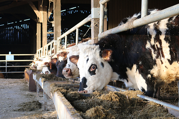 ration hivernale bovins