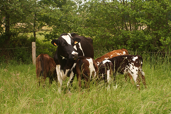 Vaches Nourrices