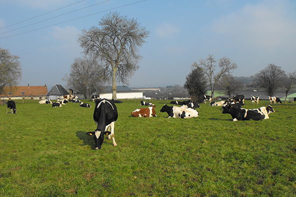 vaches paturantes