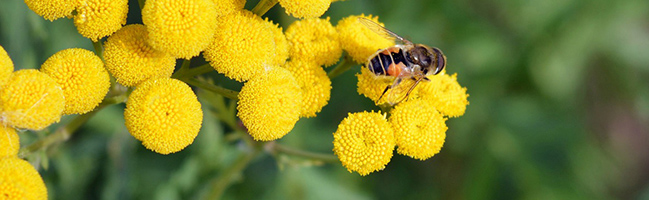 Syrphe Colza