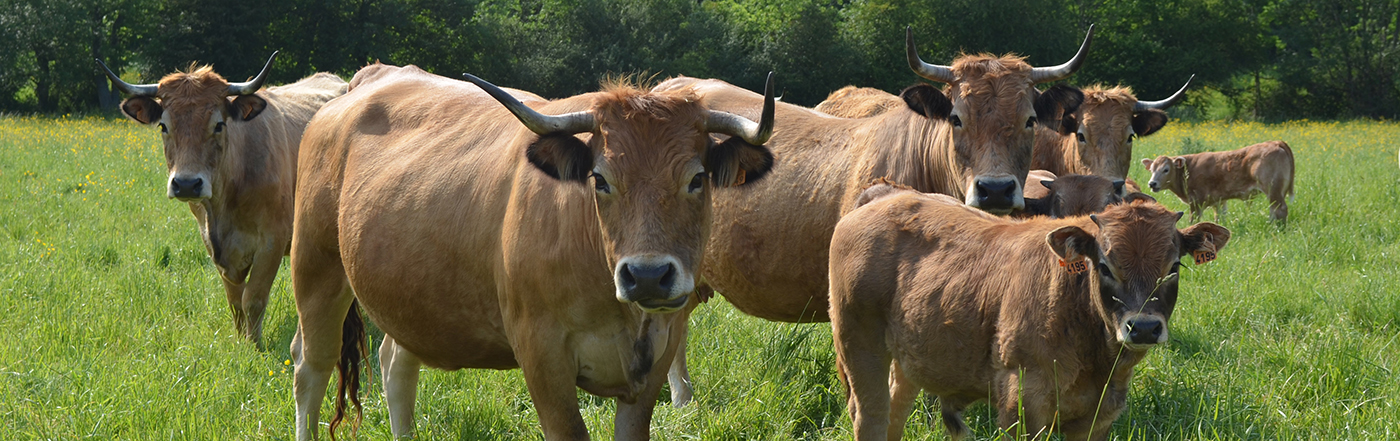 Vaches Aubracs