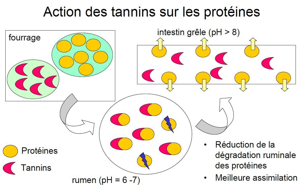 action tannins sur proteines