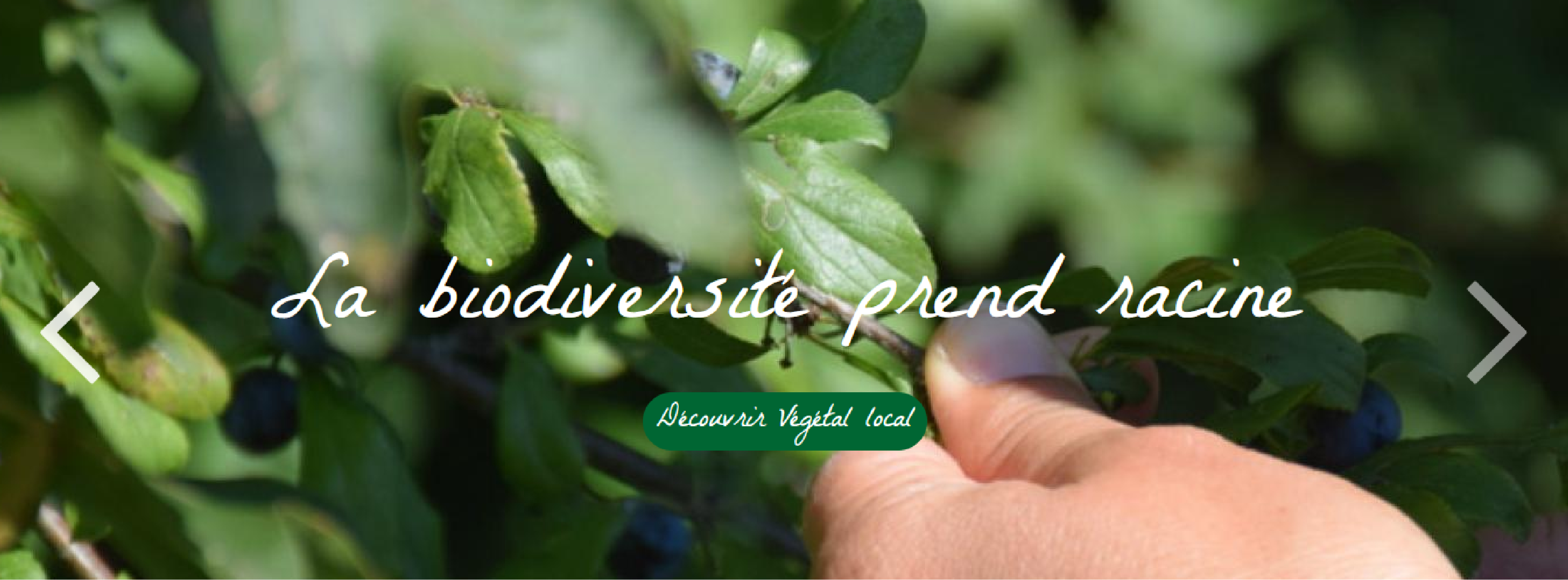 Panse Bete 40 Juillet 2025 Vegetal Local