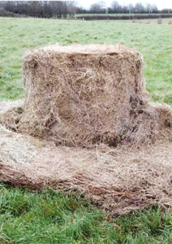 bale grazing