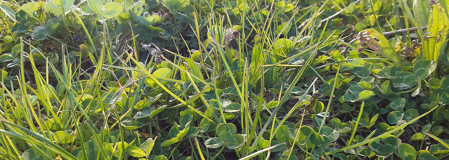 Prairie Multiespeces