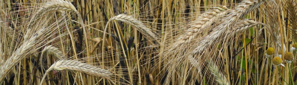 Céréales
