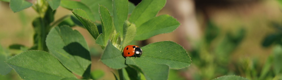Coccinelle dans luzerne