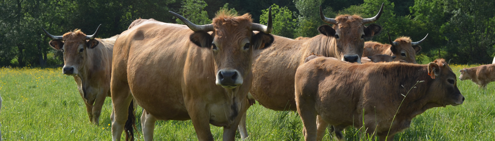 Vaches aubrac