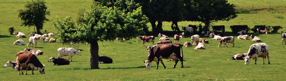 vaches normandes en pays de Bray